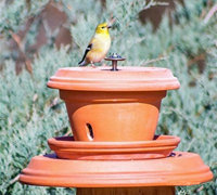 花盆创意改造变身庭院阳台上的喂鸟器