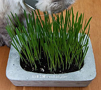 用水泥混凝土制作一个粗犷风格的猫草种植花盆