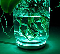植物和灯的创意 植物灯具创意设计