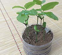 DIY绿植小制作 自己做一个小盆栽