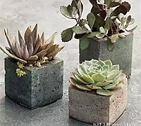几个水泥混凝土DIY个性花盆的创意diy