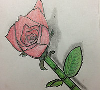 彩铅玫瑰花的画法教程