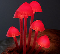 蘑菇仿生设计 创意蘑菇灯图片
